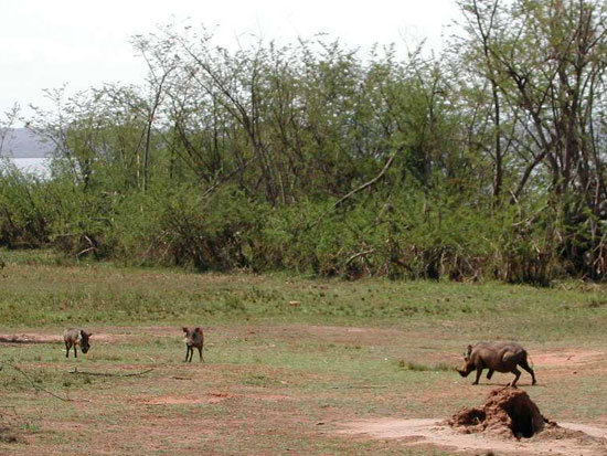 ������������ ���� ������, ������